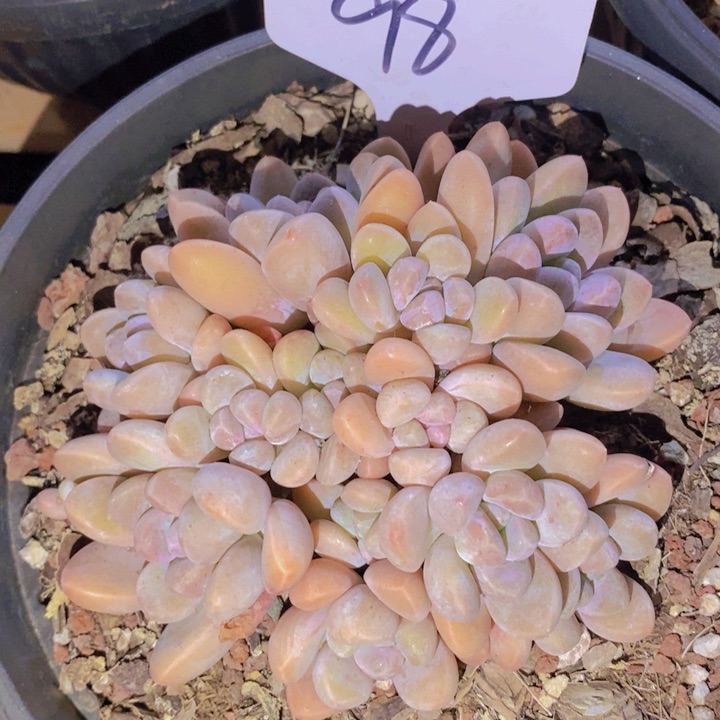 在家里面吃饭的吗