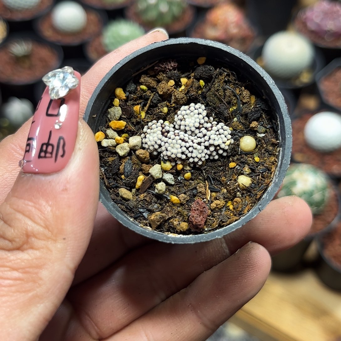 111342一物一拍单头发货