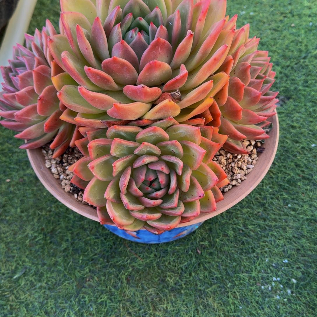 小***～1-6香槟多肉植物00