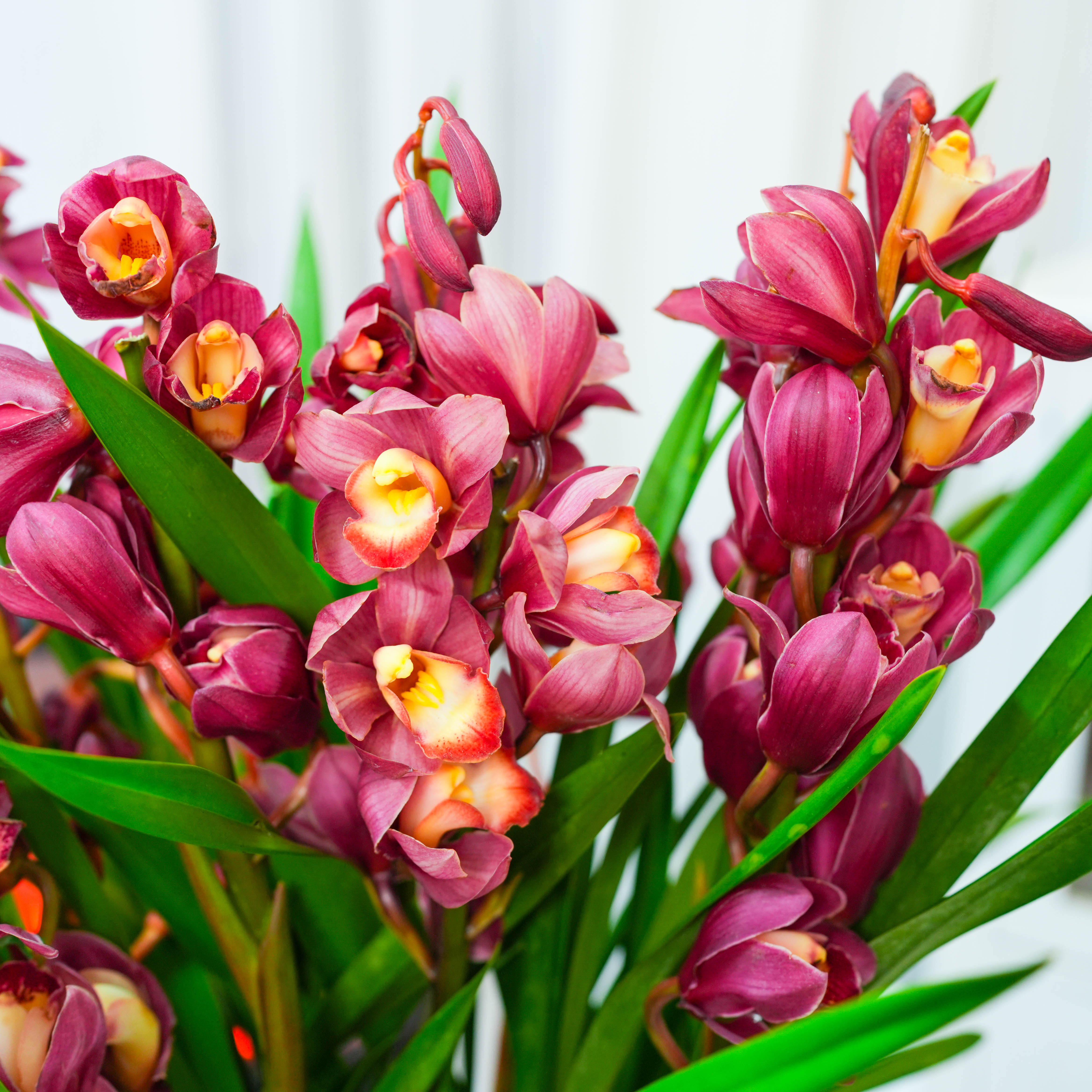 精品兰花蕙兰红宝石【5-8】花剑带花苞浓香型花卉年宵花高档绿植