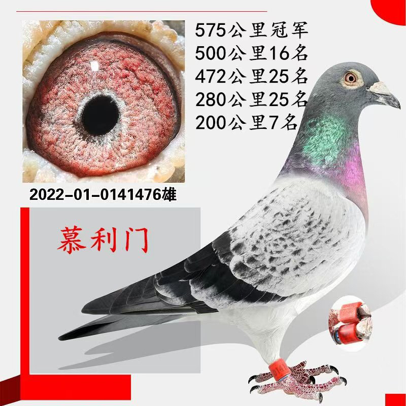 慕利门雨点信鸽成绩鸽种鸽
