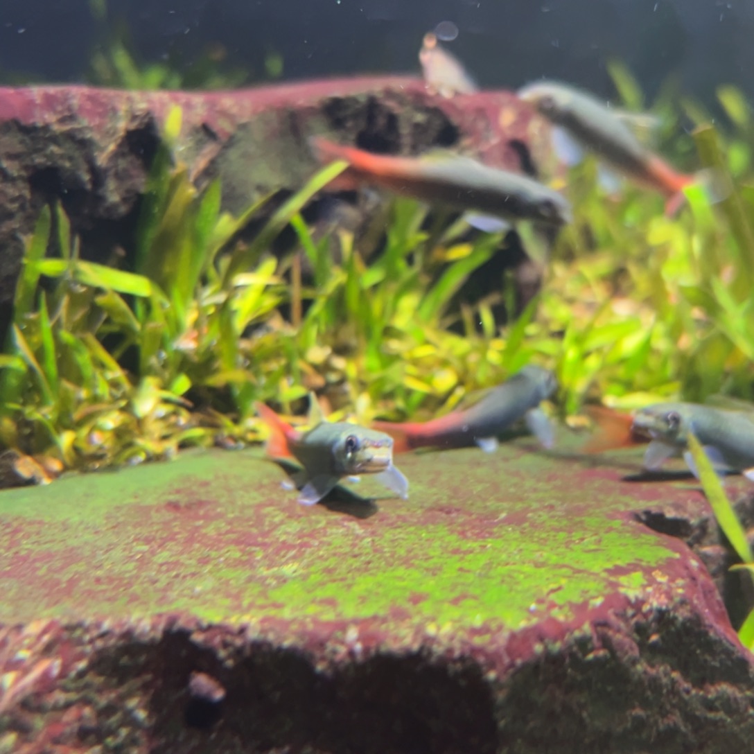 工具鱼1条双色墨头4-5厘米