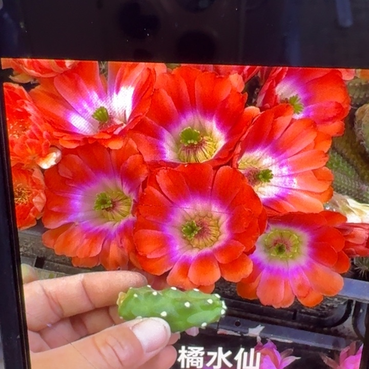 225橘水仙一个无根侧牙软，20包邮