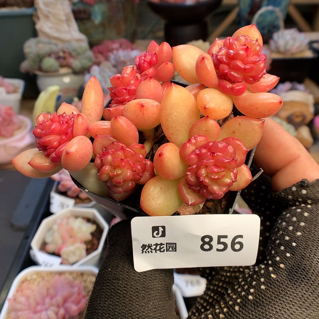 856苹果花多肉植物6666
