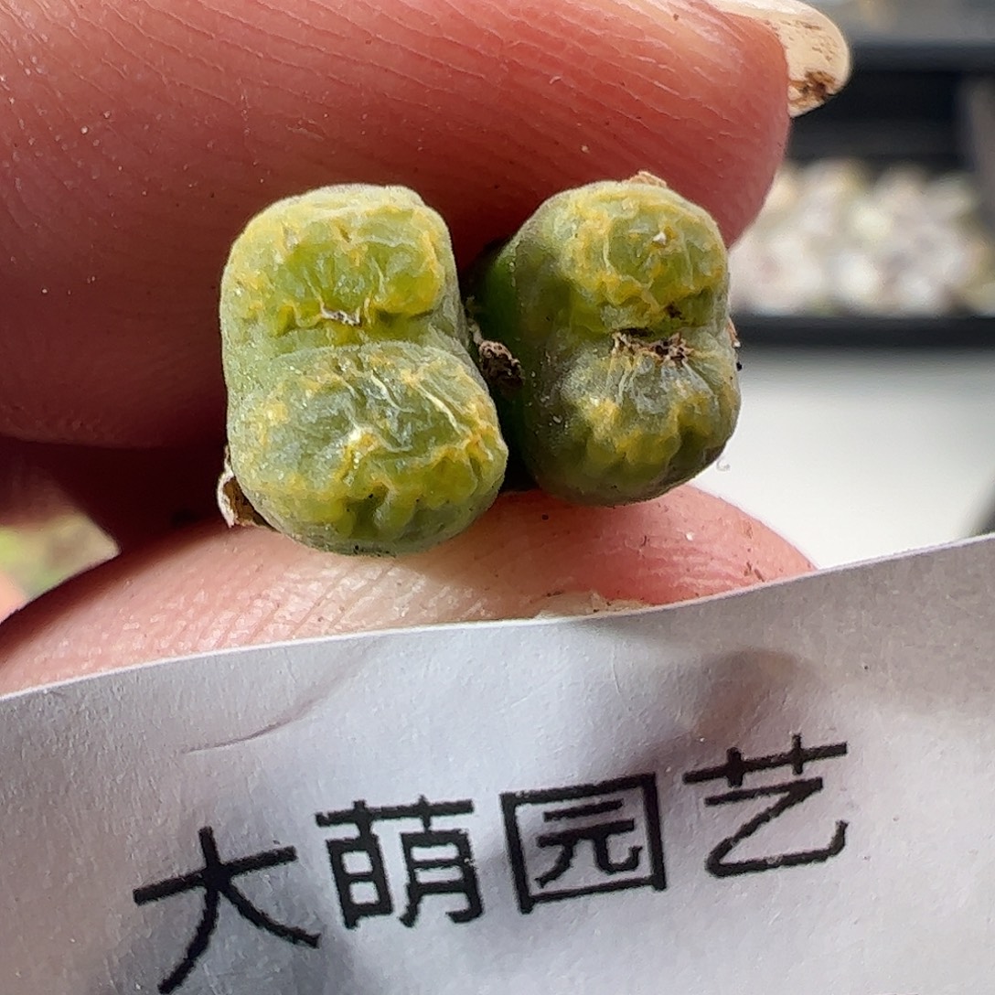 一物一拍MG1456.5黄绿冰珀火柴勋章28