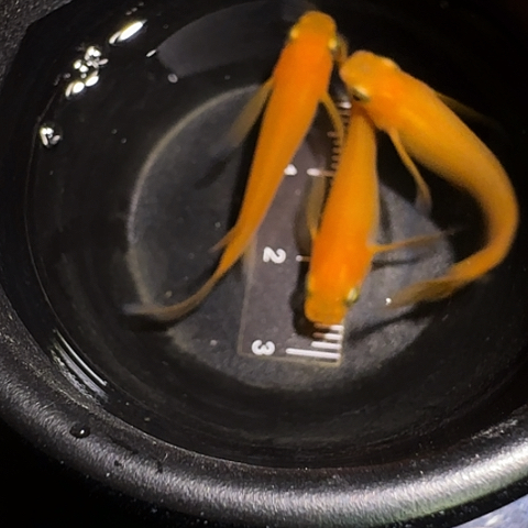 青鳉鱼一物一拍240