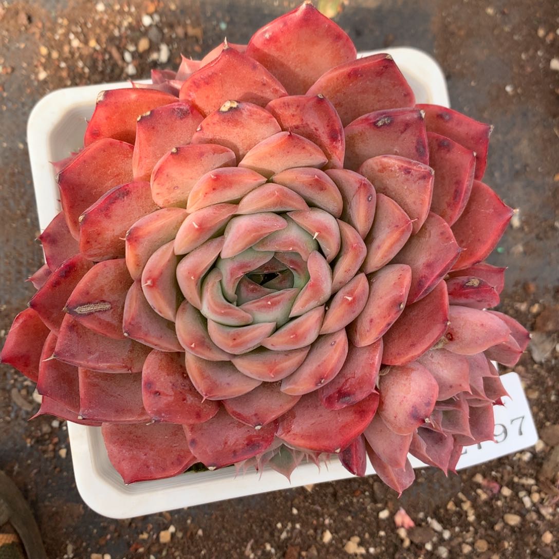 2797杂交精品基地13厘米