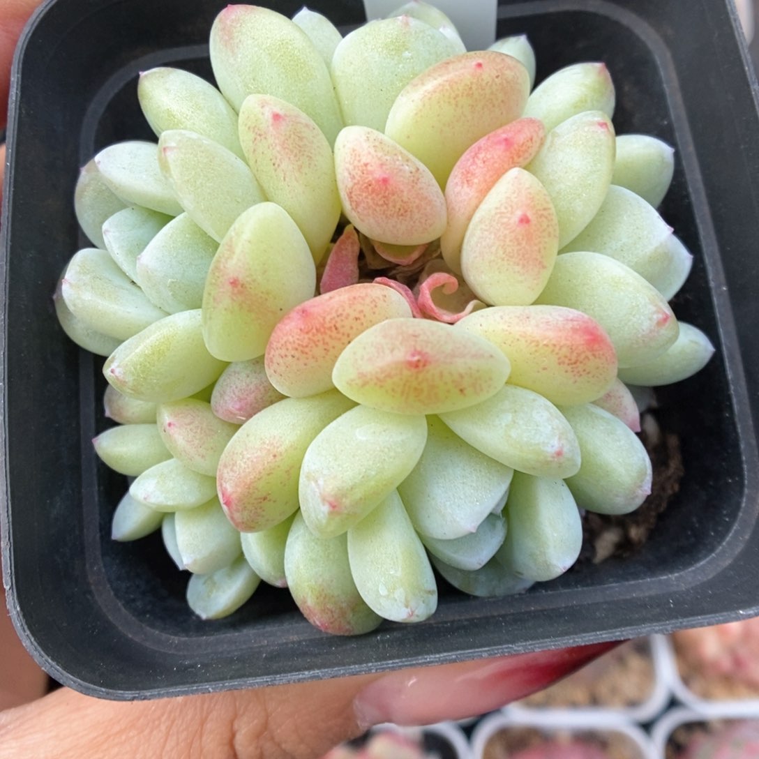 冰玉群生可拍954号。  