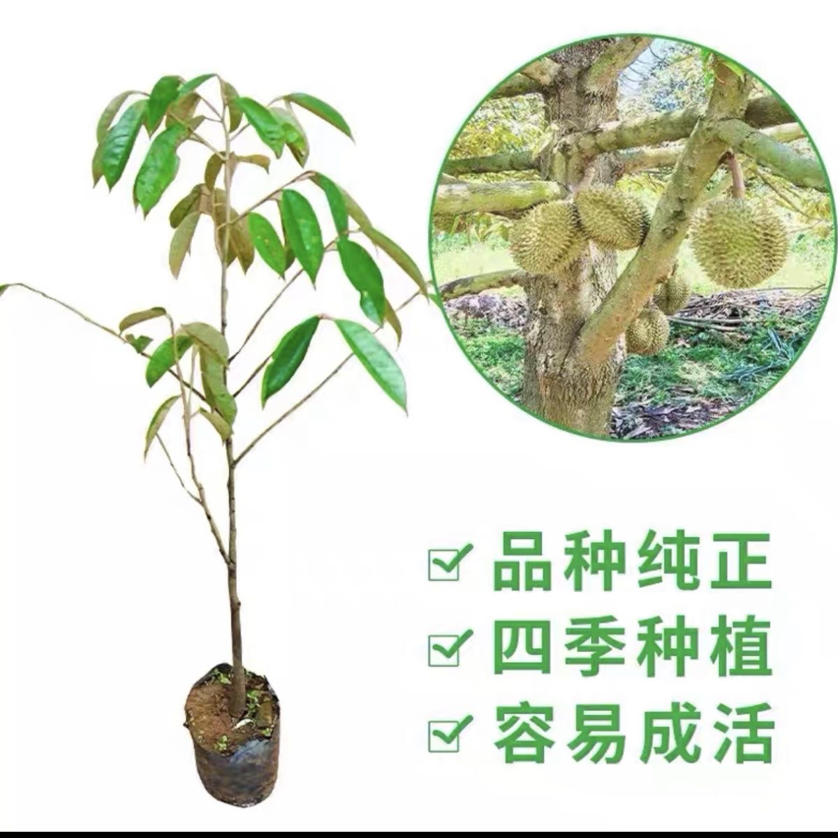 绿化树苗园艺绿植园林榴莲苗改良榴莲苗