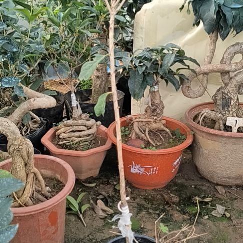 用***4完全开放四季桂花日香桂