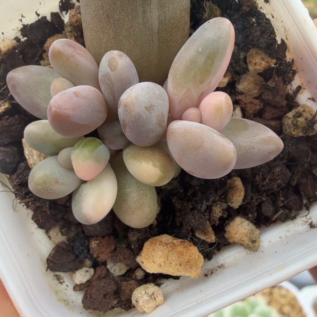 红手指3头多肉锦植物