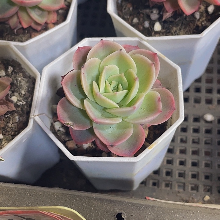 八角盆哈密瓜带盆