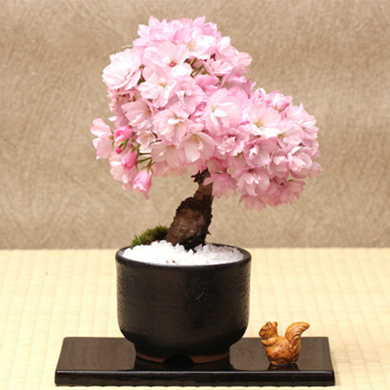 樱花苗南方北方庭院种植花卉植物盆栽樱花树苗当年开花樱花 盆景