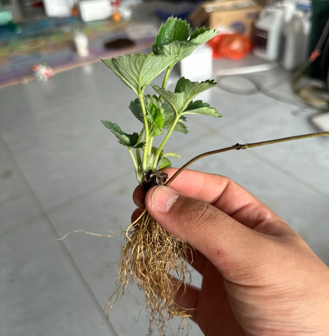 爱种植的小年糕小小裸根苗当季当天现挖现发品种随机福利苗无售后