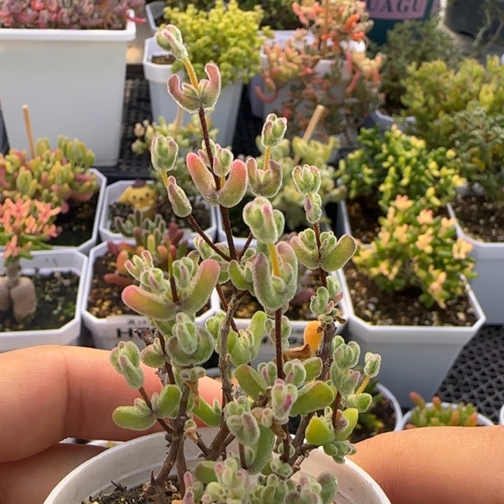 796-乐曲植物枝干