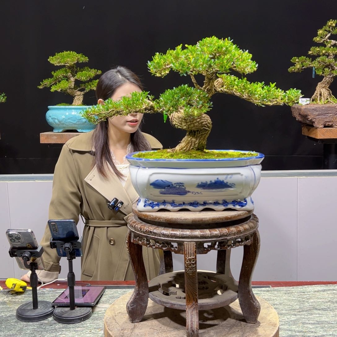 黄杨盆景老桩四季长青