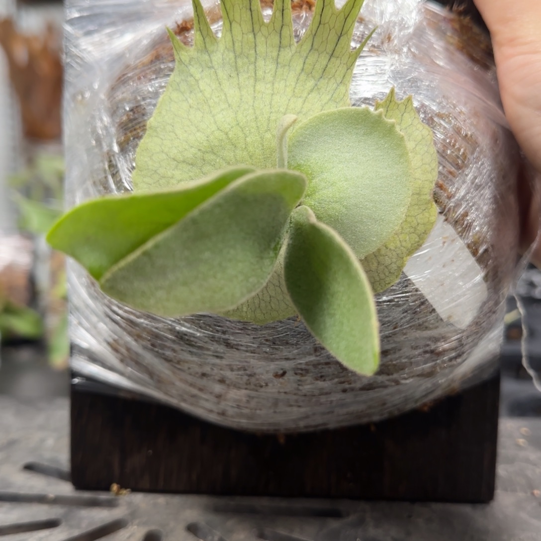 板植澳银鹿角蕨喔噢