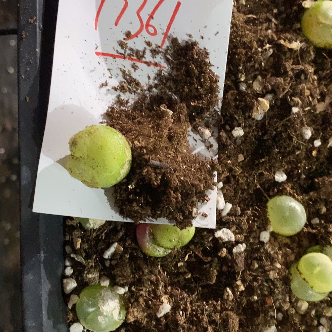 &***&17361。    一颗。    