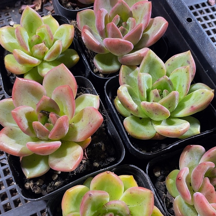 香槟2.8带盆土发货