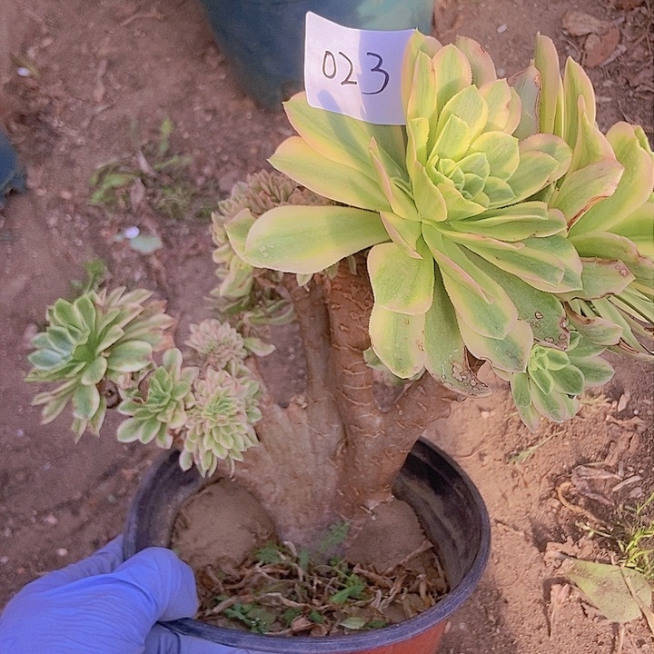 023颜宁老庄缀化老板子有断指