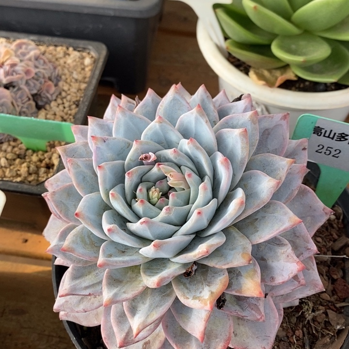 D252- 直播福利 粉蓝鸟