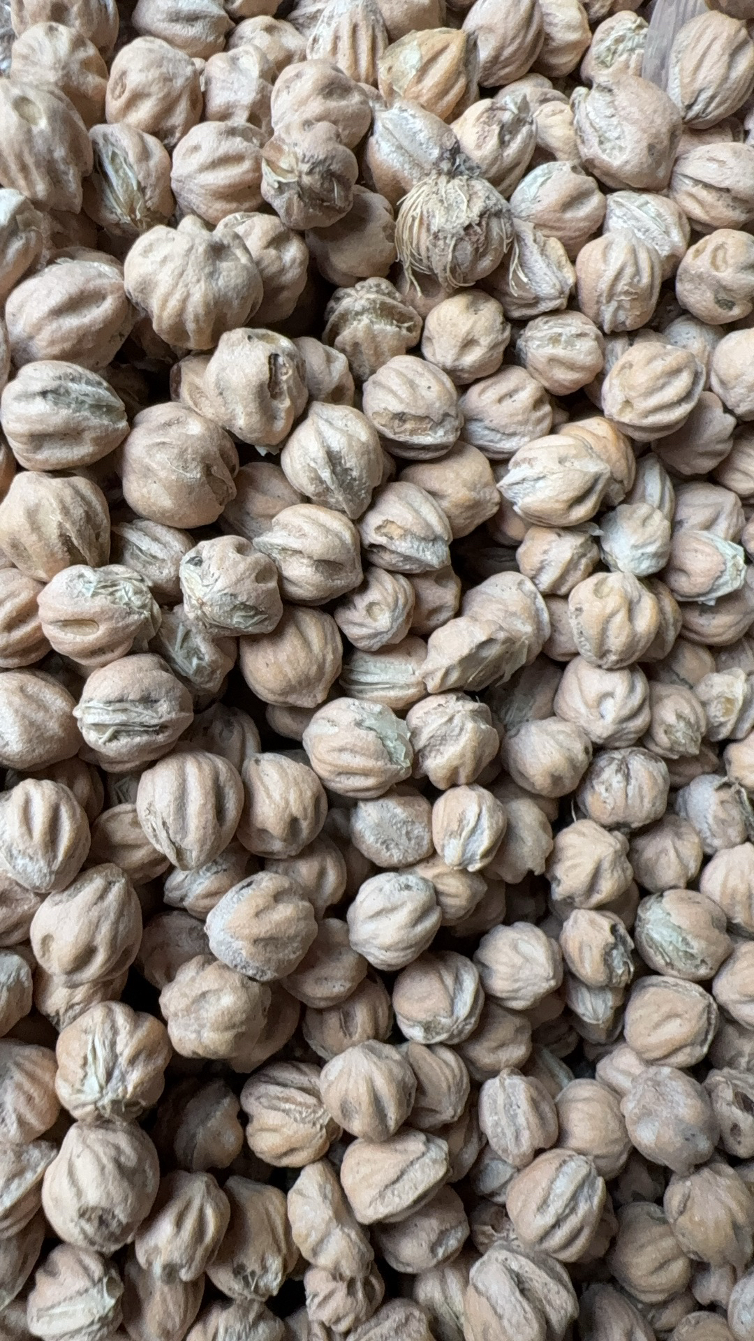 西藏柏香籽散籽高原民族特色各种桩型（直播间专拍性价比款）