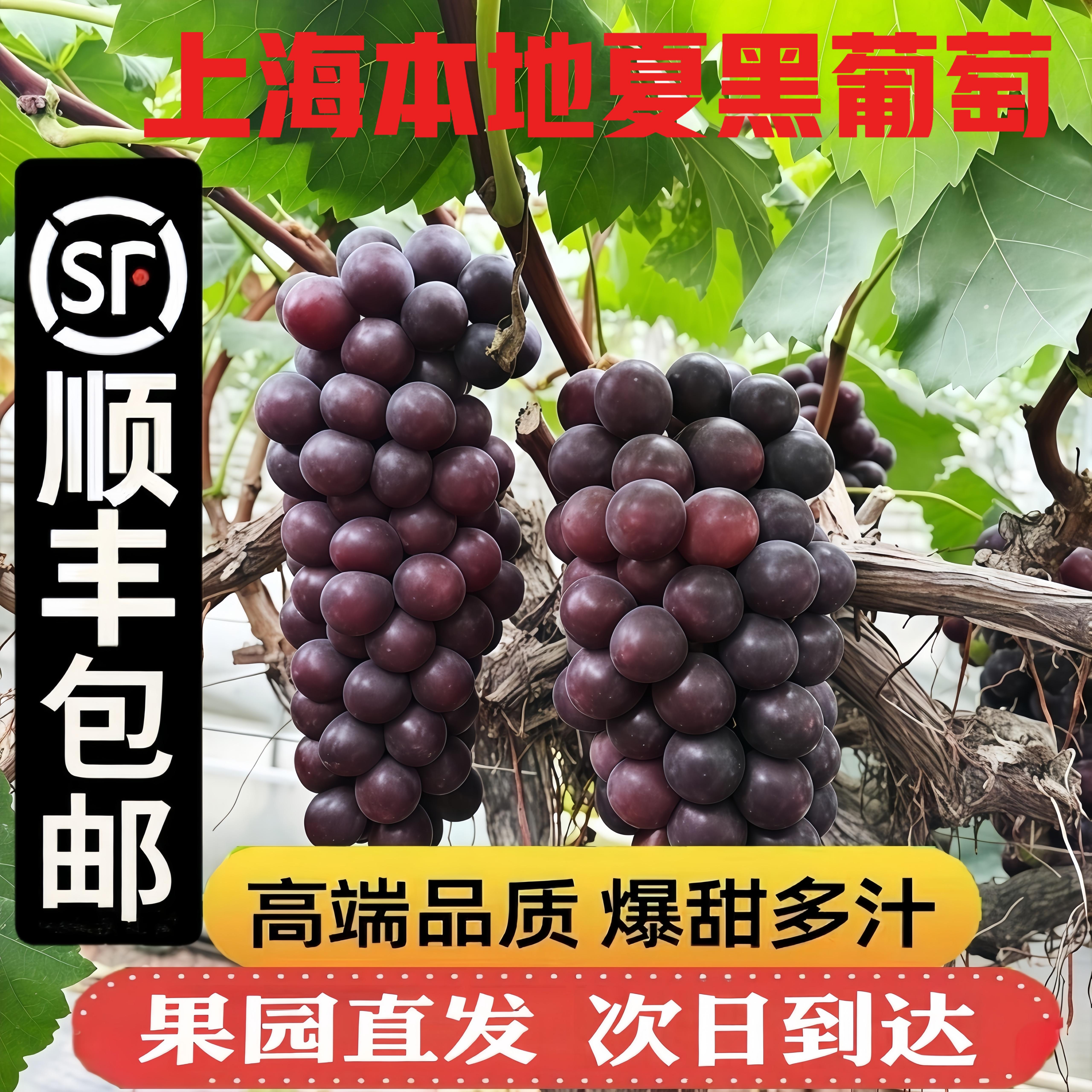 上海本地夏黑葡萄 无核纯甜精品果 果园当日新鲜采摘顺丰包邮次日达葡萄同城送上海市