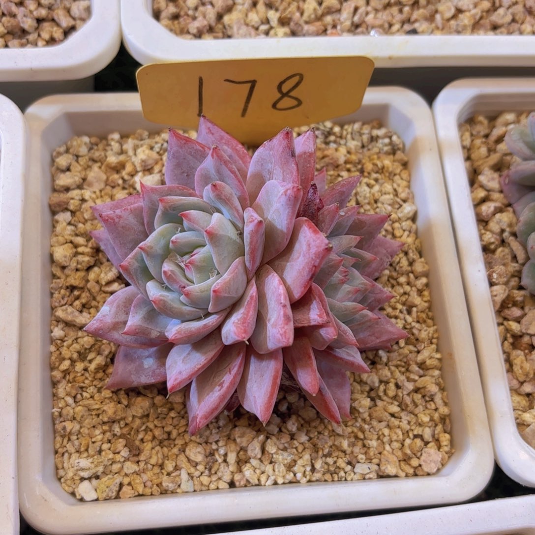 执***觉云南金致家精品多肉