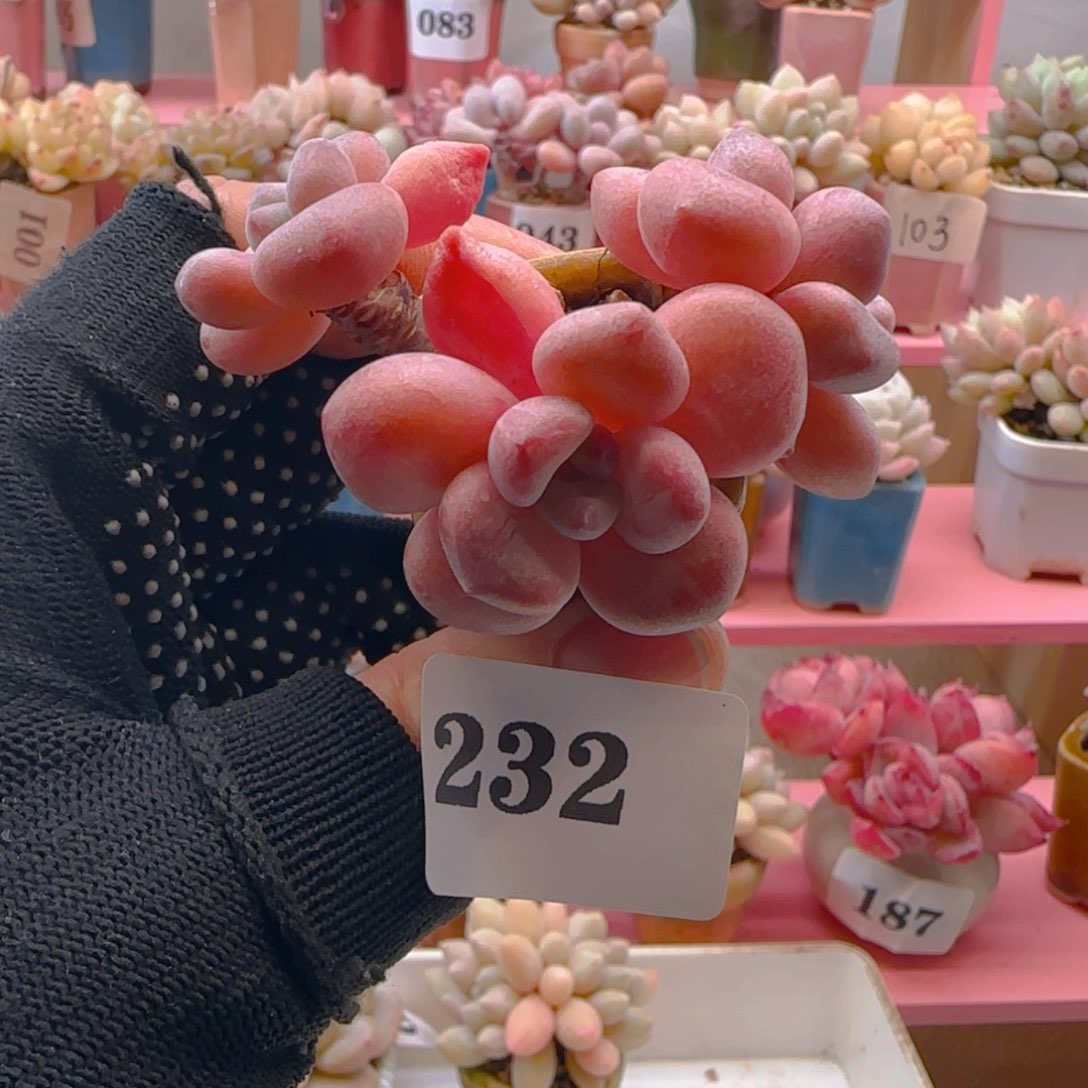 木糖醇232 ，带盆土发货，满38包邮非偏远。