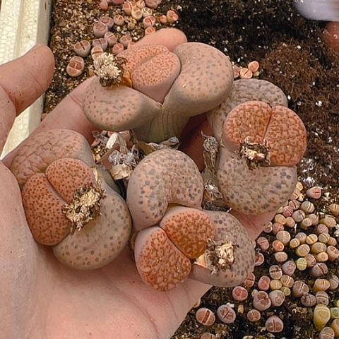 【闪购商品】?25144