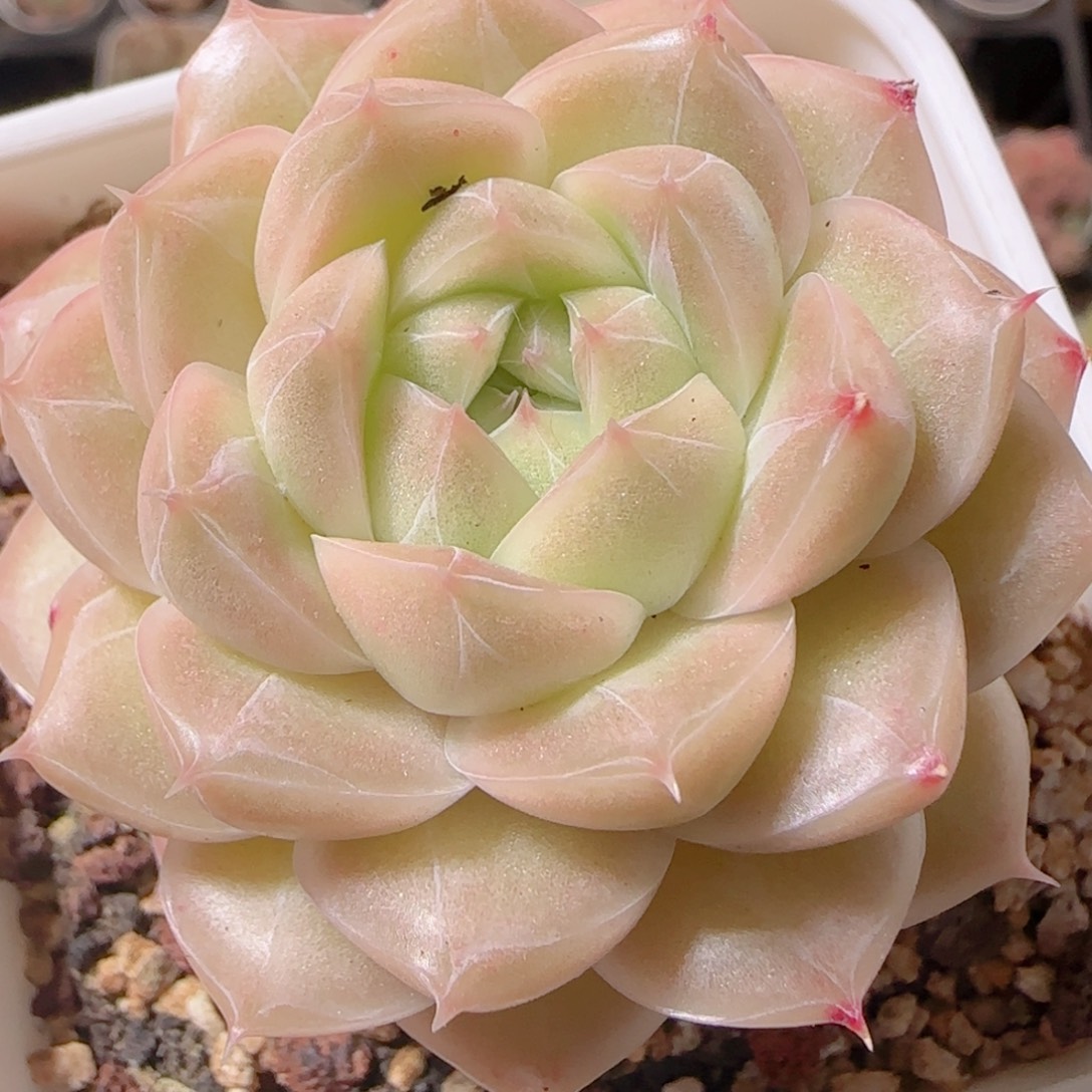 花语多肉1219-140