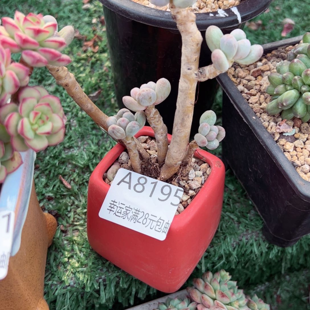 幸运的是我的朋友