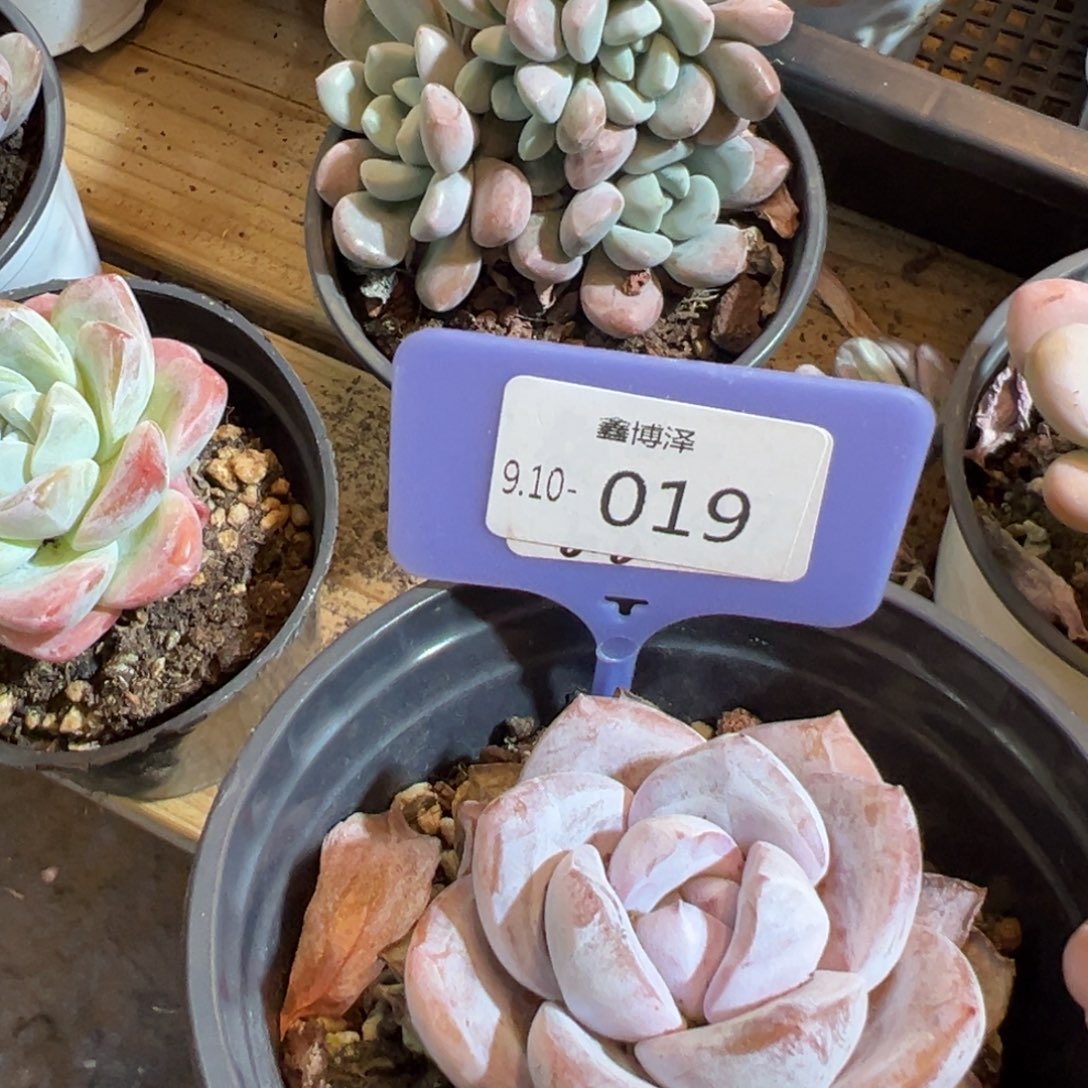 不****！定向9.10-019 