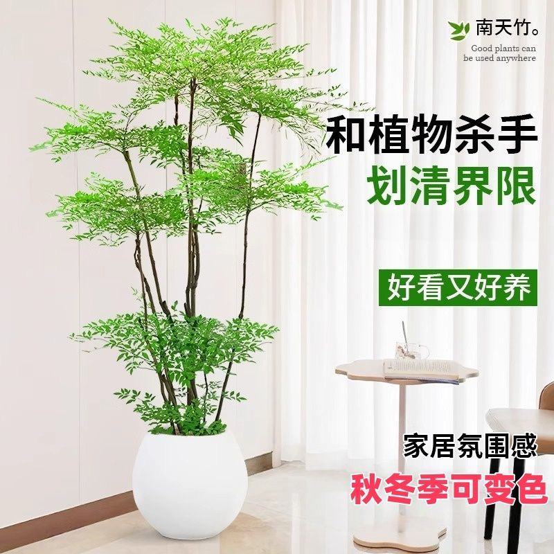 精品造型南天竹老桩火焰真树大盆栽四季观叶绿植