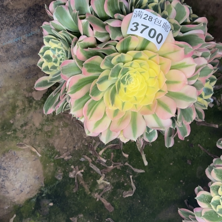 3700白凤多肉植物