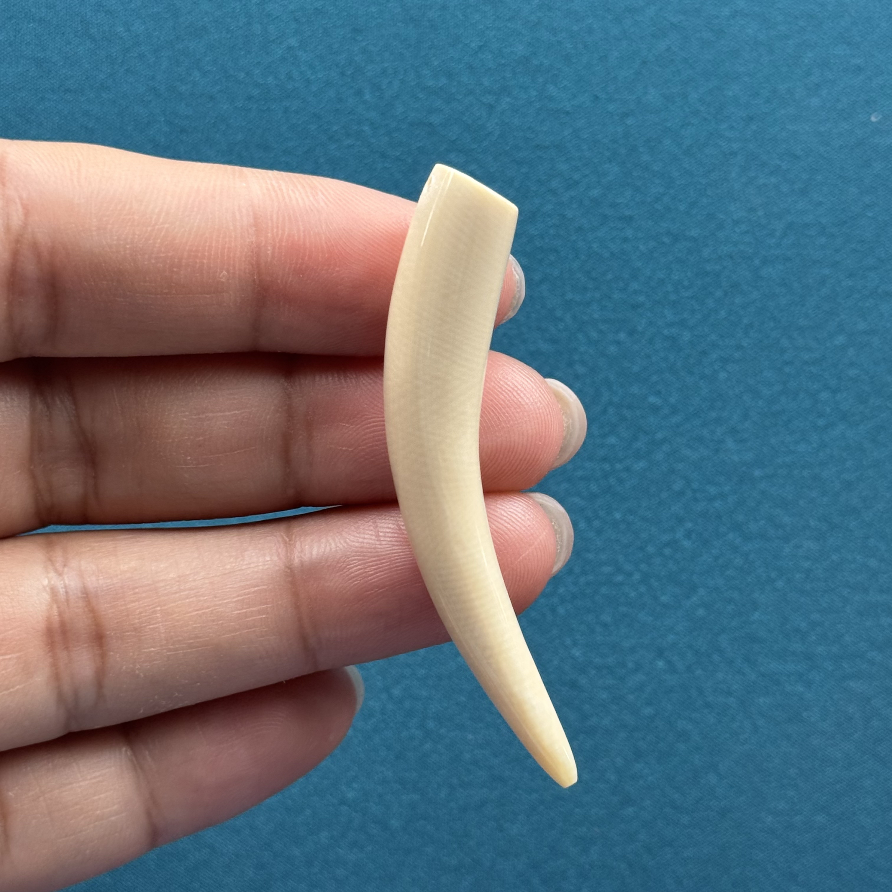 B43-19天然猛犸牙 牙尖 57mm一物一图支持鉴定