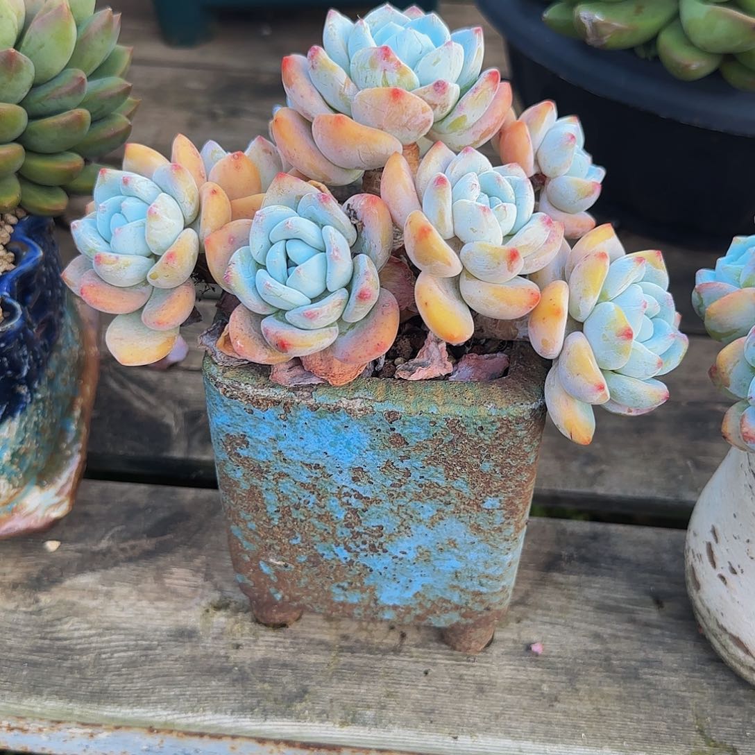 ,***处多肉植物冷香系列