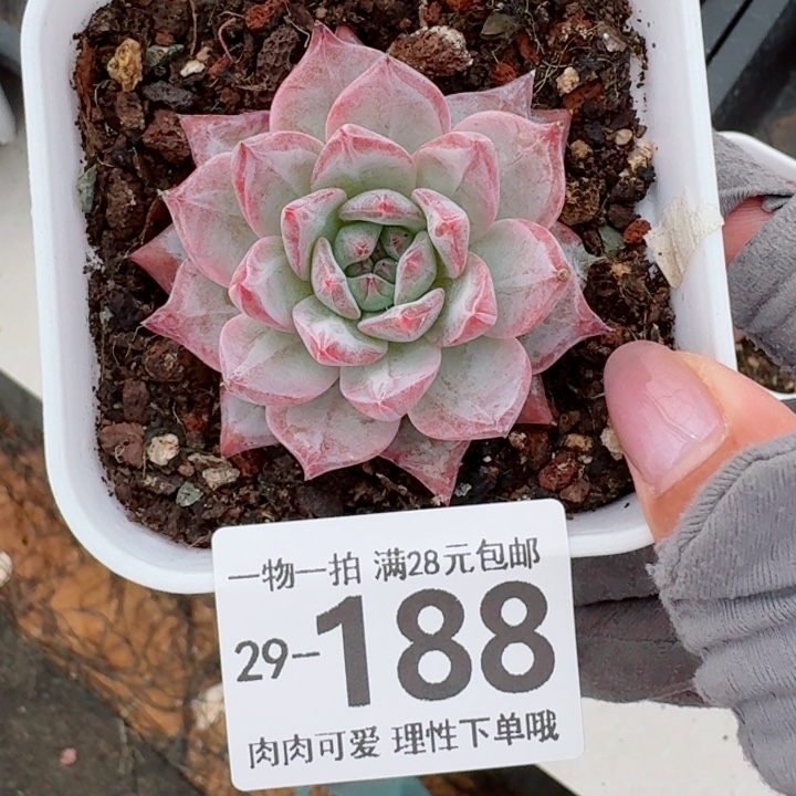 粉蓝鸟多肉多肉植物多肉，