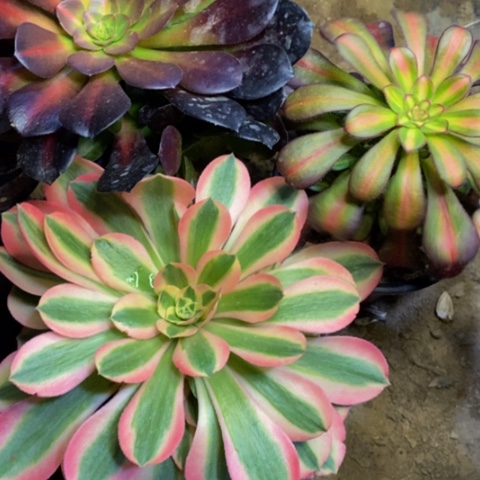 3盆多肉植物3073