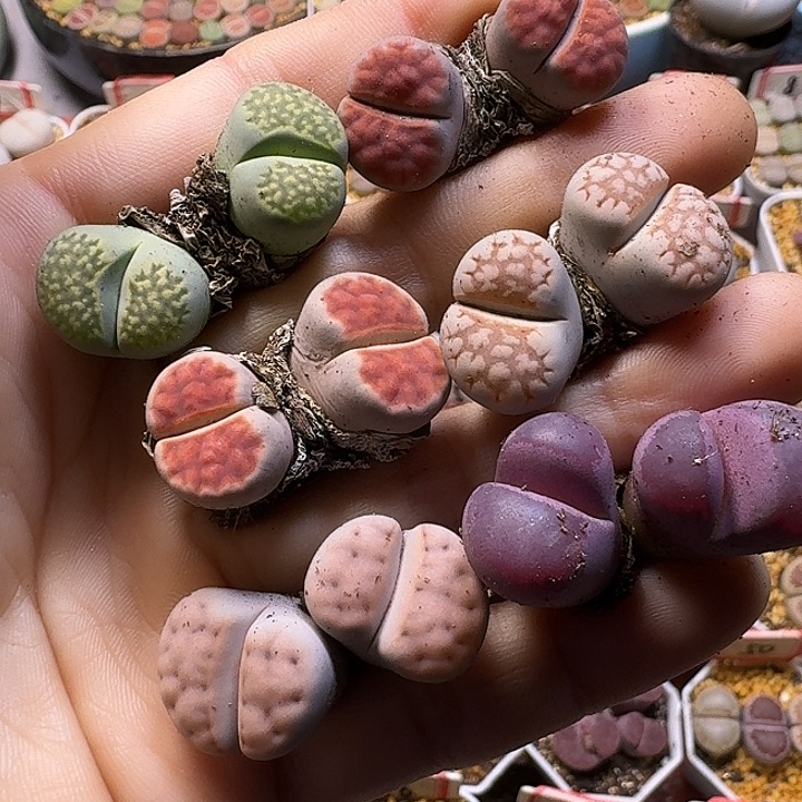 –***样生石花1111111。  328