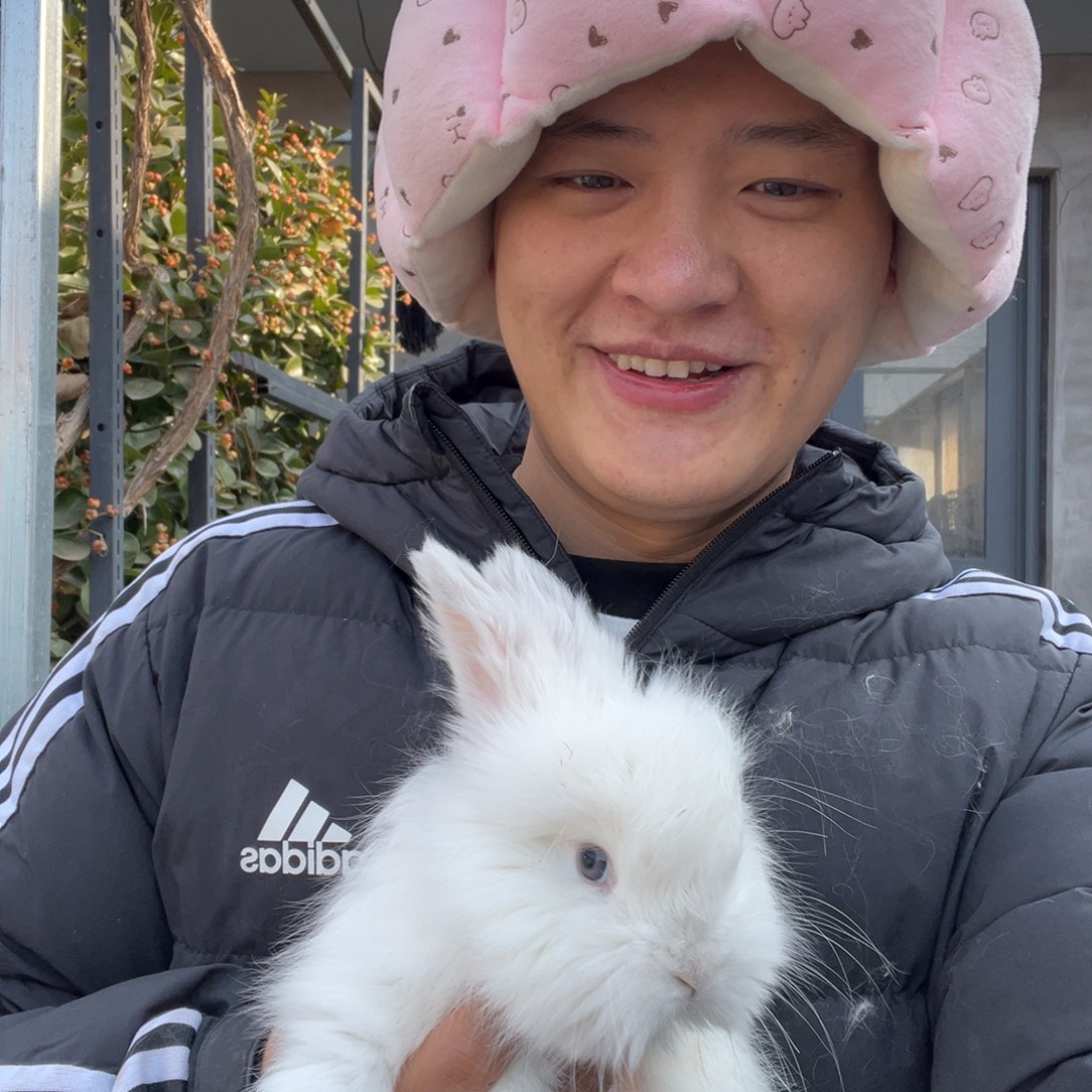 春***花双血统英系安哥拉兔