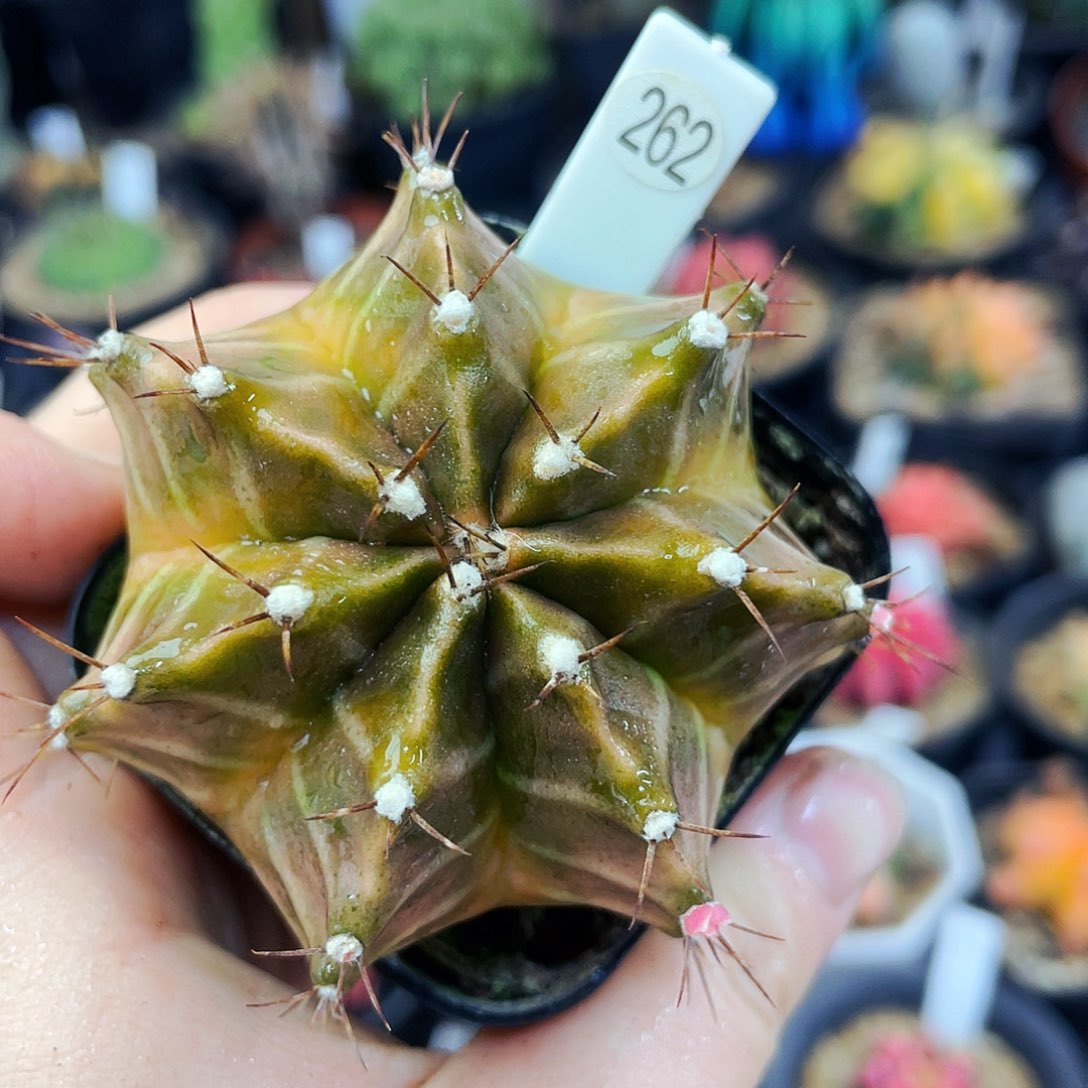 非偏远地区满25包邮仙人球