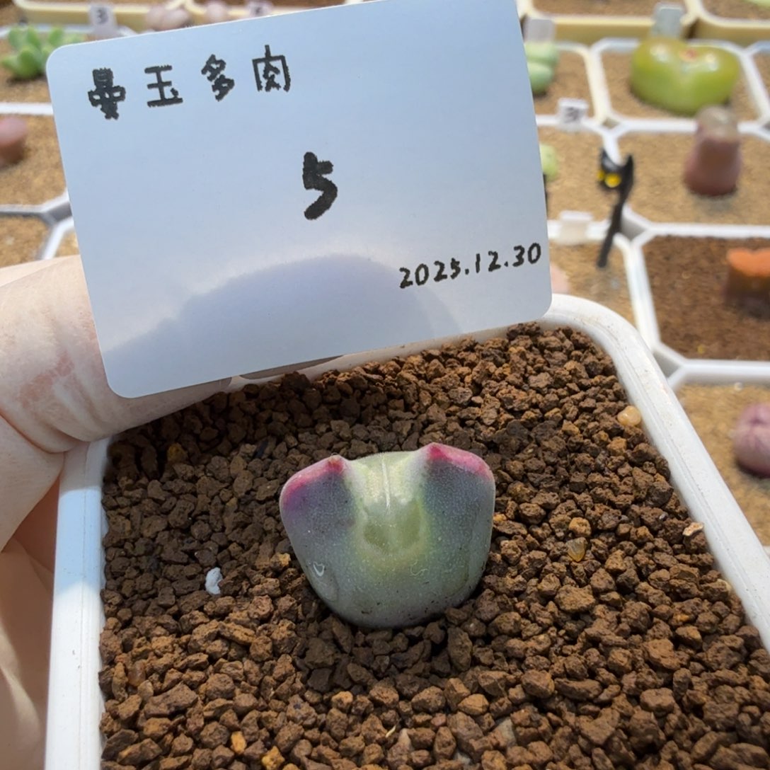 p***y多肉多肉多肉12.30-005