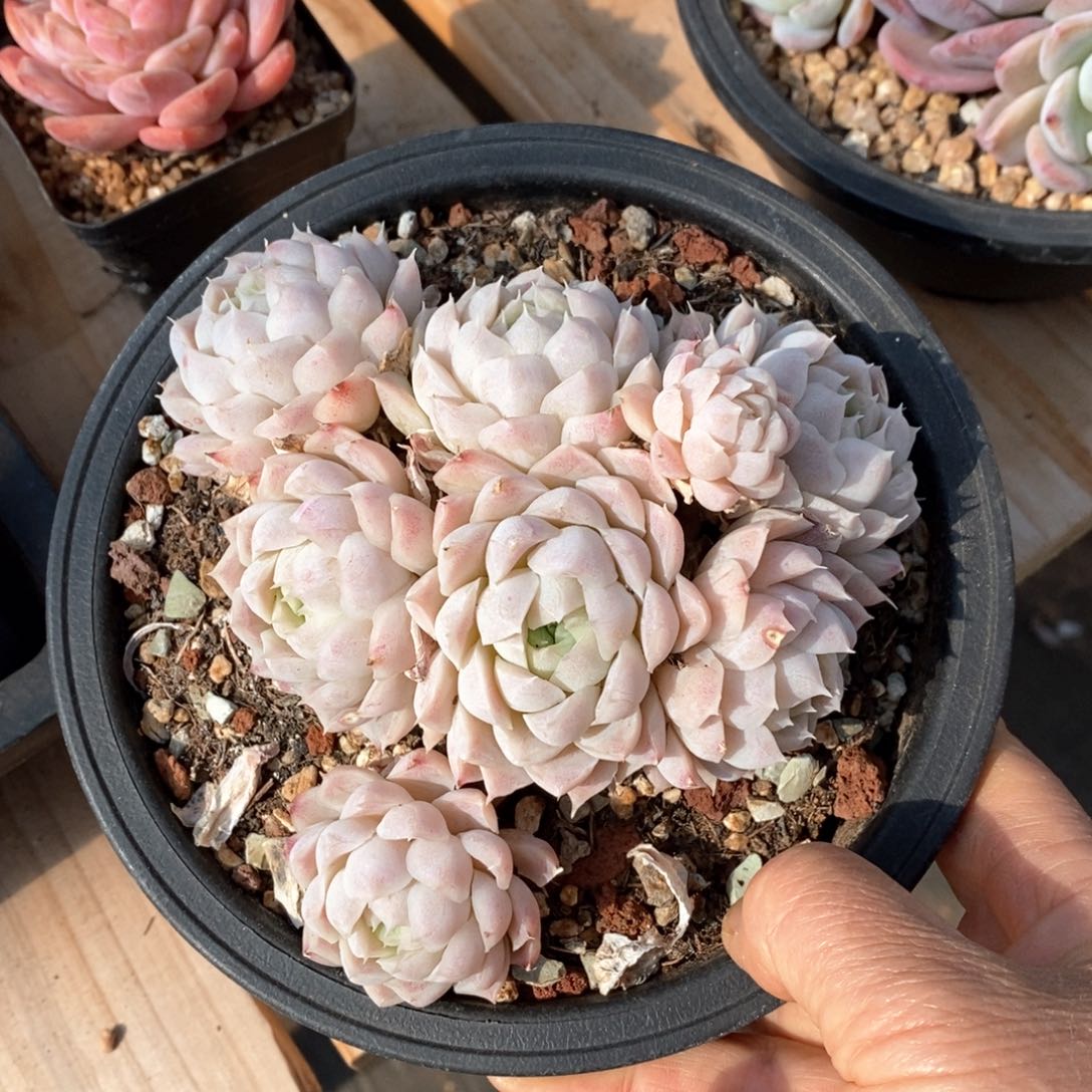 精品多肉一物一拍不包整20