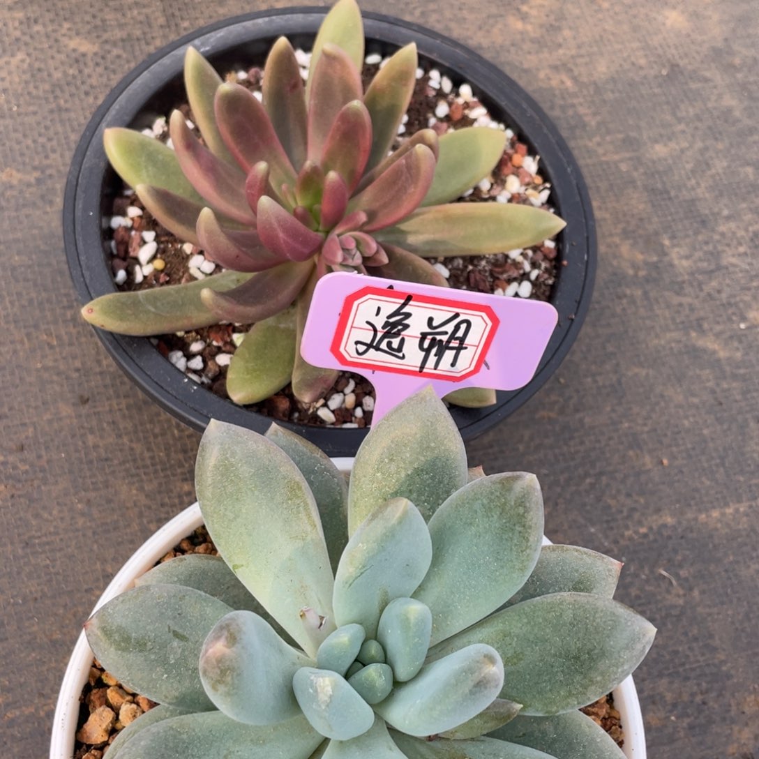 逸*姐姐说要不就是一