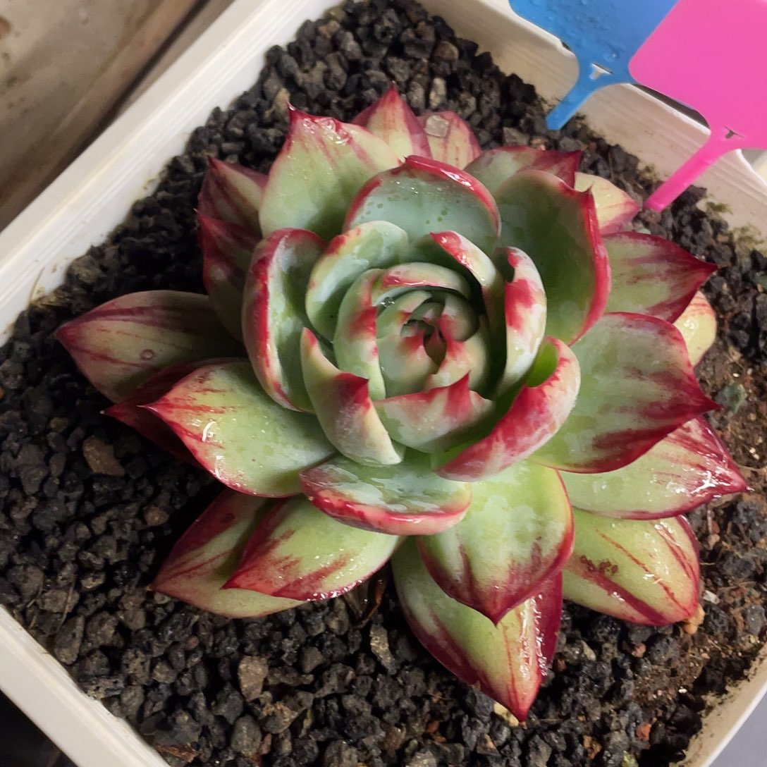 惊鸿一物一拍28包邮非偏远