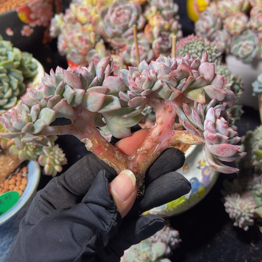 树莓红茶冰魄朵朵10头微瑕