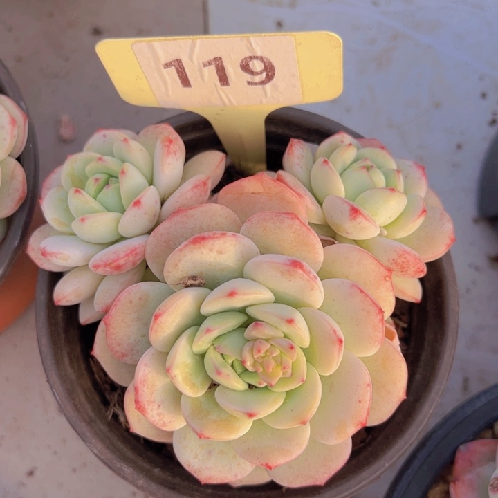 健健康康平平安安