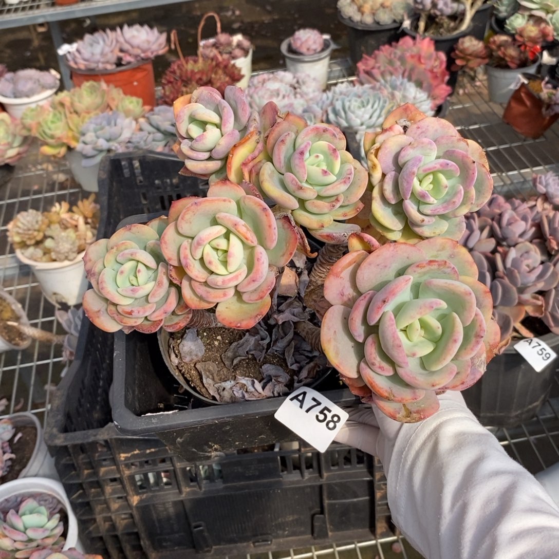 758白月光一物一拍