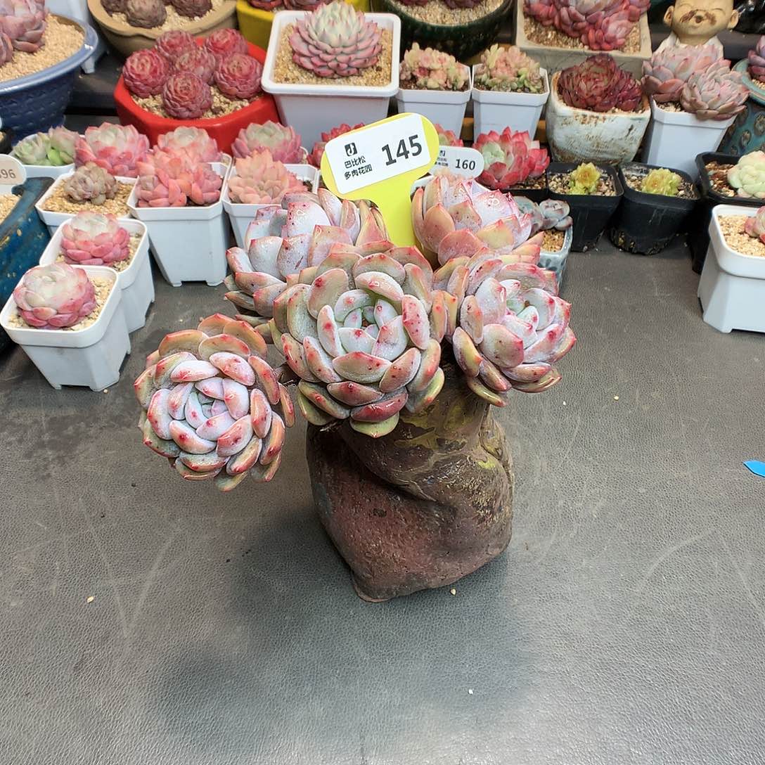 145 五头橙梦露可种悬崖